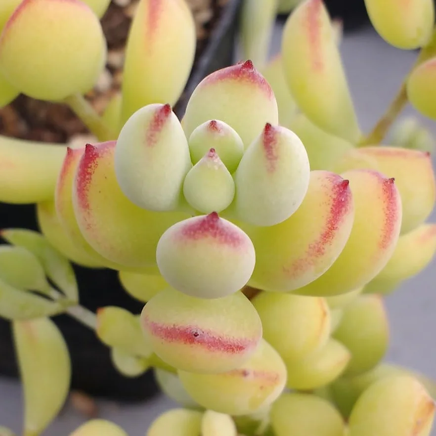 SUNNYPLANTS - Cotyledon pendens sadzonki, Cliff Cotyledon, Echeveria Cuttings, Echeverias, Sukulent Cuttings, Rare Houseplants, sukulenty