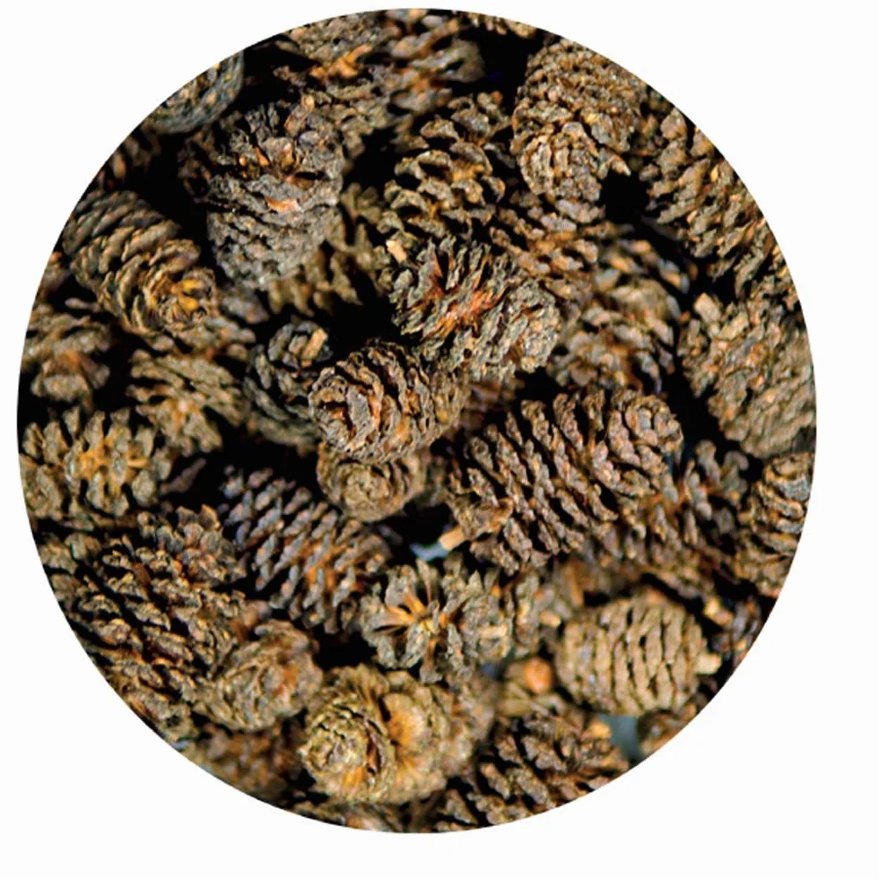 Hobby 51115 Alder Cones