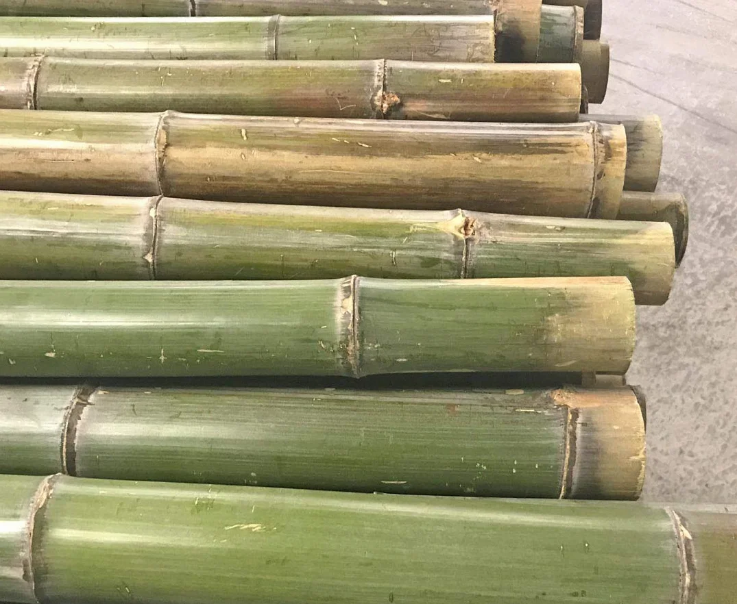 1 x bambusowa rurka Moso naturalna zieleń ze średnicą ok. 5 do 6 cm, długość ok. 180 cm