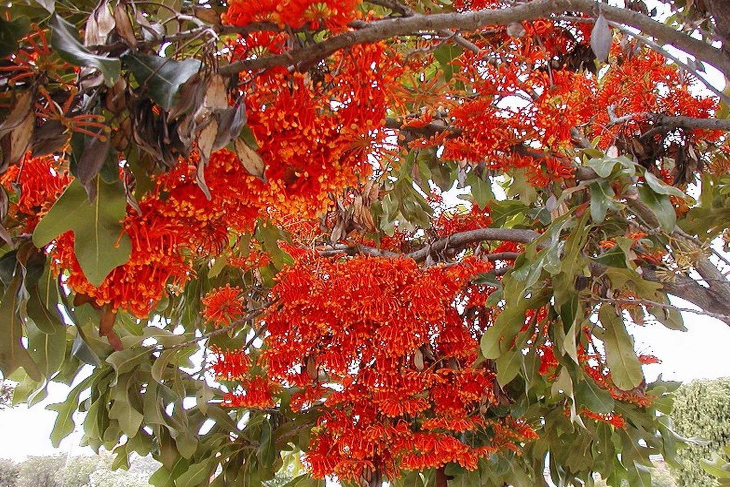SAFLAX - Ogród w torbie - Australijski Wiatraczek - 20 Nasiona - Z rosnącym podłożem w praktycznej, samowznoszącej torbie. - Stenocarpus sinuatus