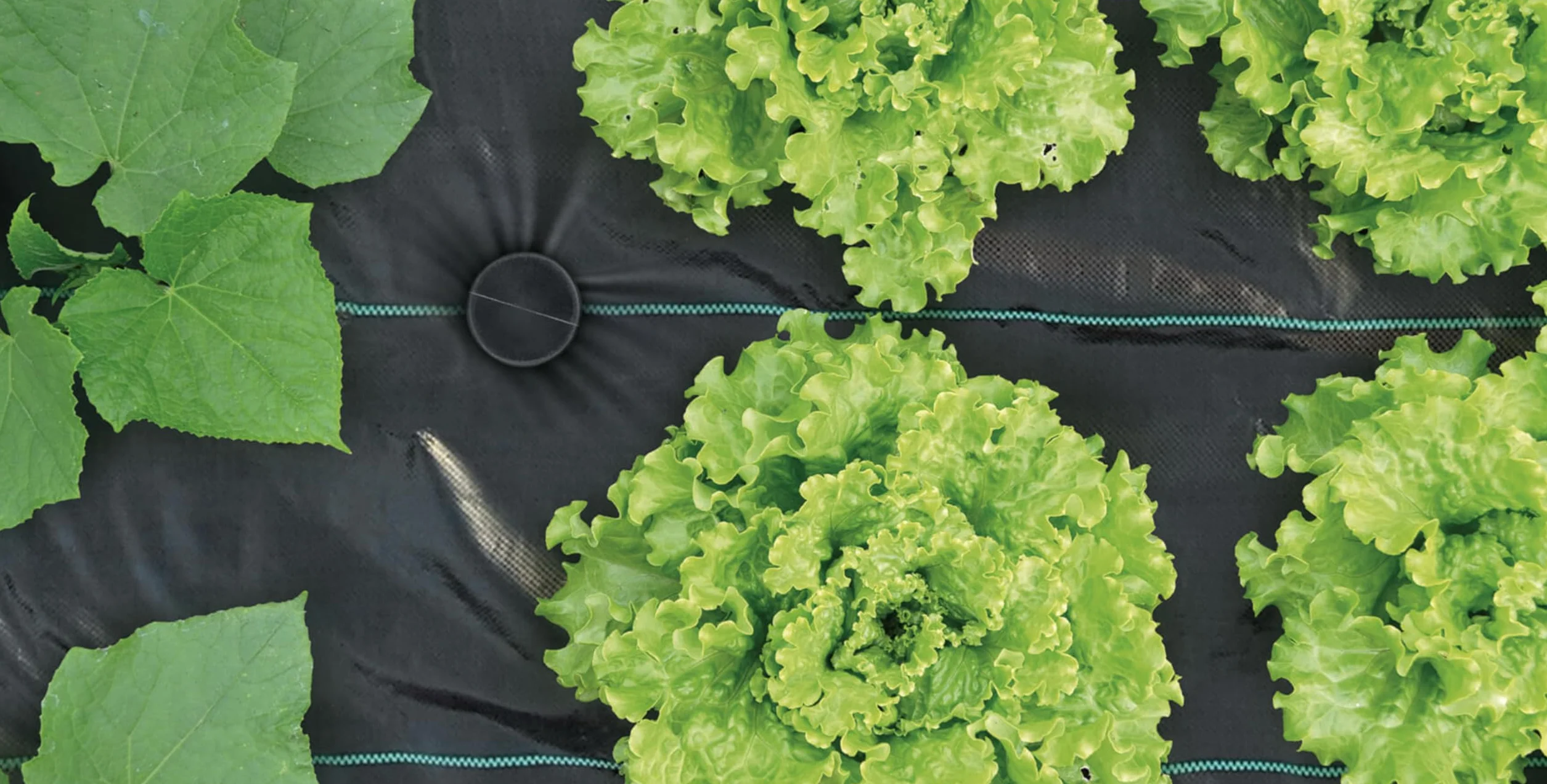 GARDENIX Kotwa gruntowa z włókniny, 100 sztuk, tworzywo sztuczne, długość 100 mm, nierdzewne, płaska głowica zapewnia stabilność i przyczepność