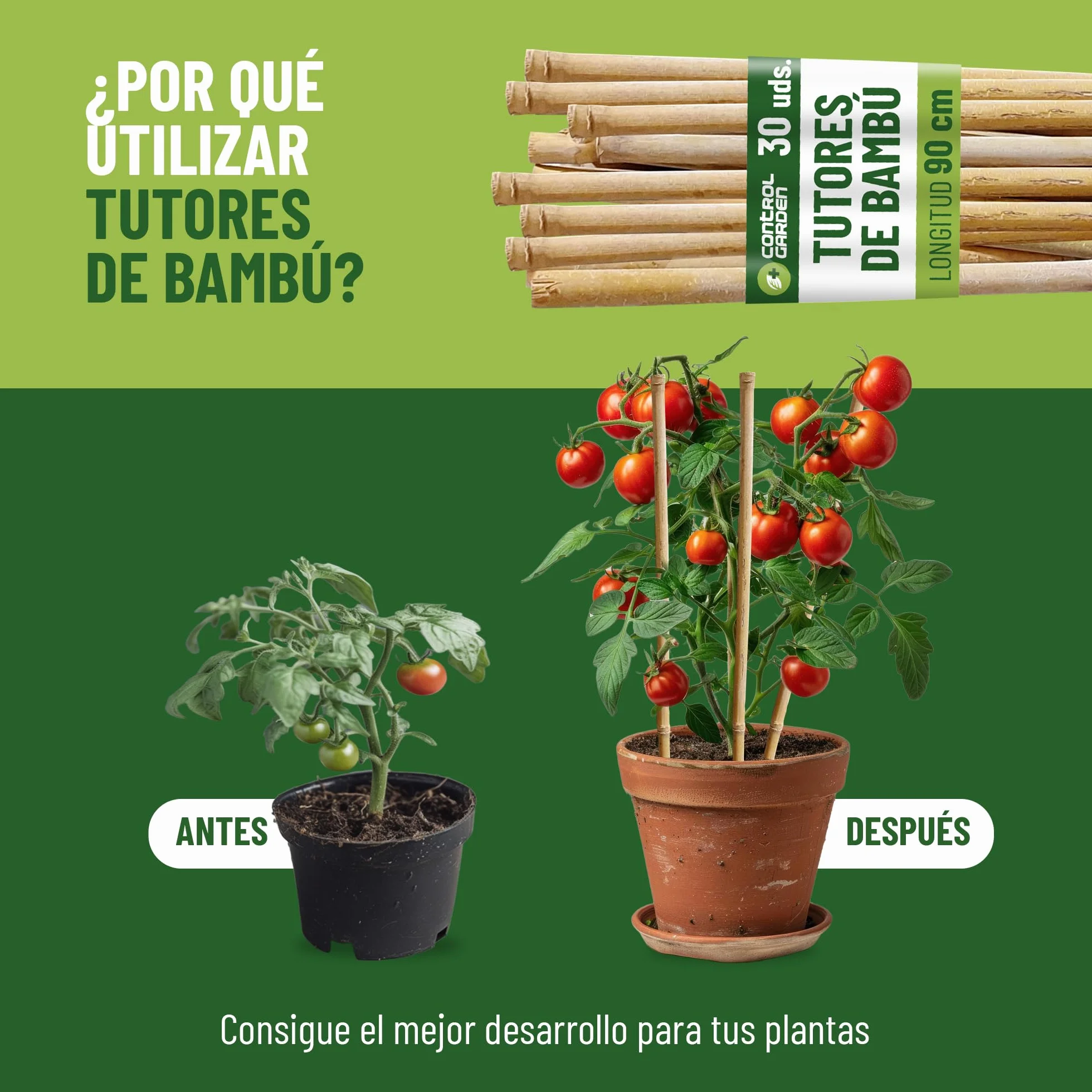 Control Garden Pack 30 szt. ekologicznych bambusowych nakładek na rośliny 60 cm | Naturalne słupki trzcinowe do podtrzymywania roślin ø 6-8 mm, pręty do drzew, warzyw, roślin pnących i upraw