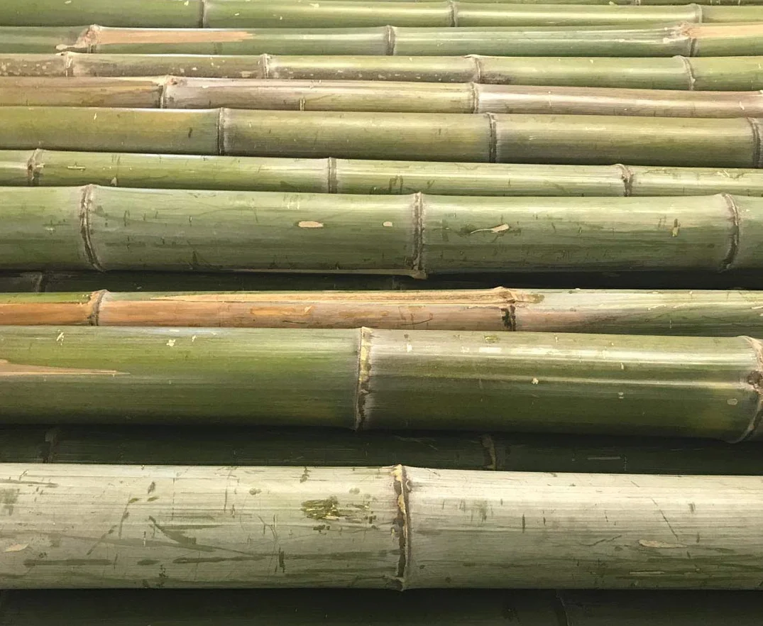 1 x bambusowa rurka Moso naturalna zieleń ze średnicą ok. 5 do 6 cm, długość ok. 180 cm