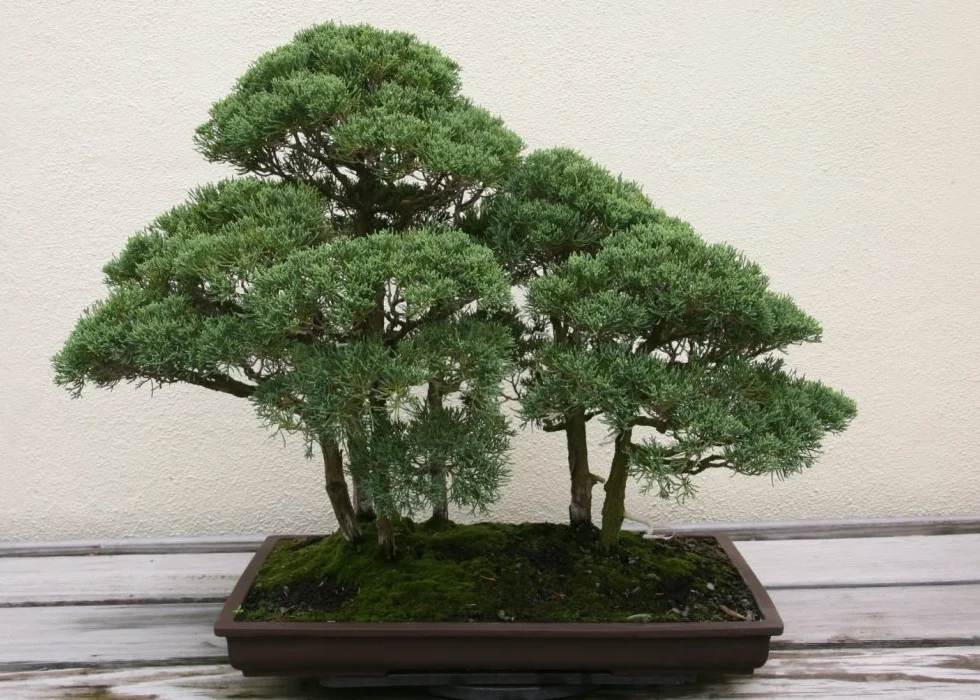 SAFLAX Ogród w torbie Bonsai Chiński Jałowiec 30 Nasiona Juniperus chinensis z podłożem