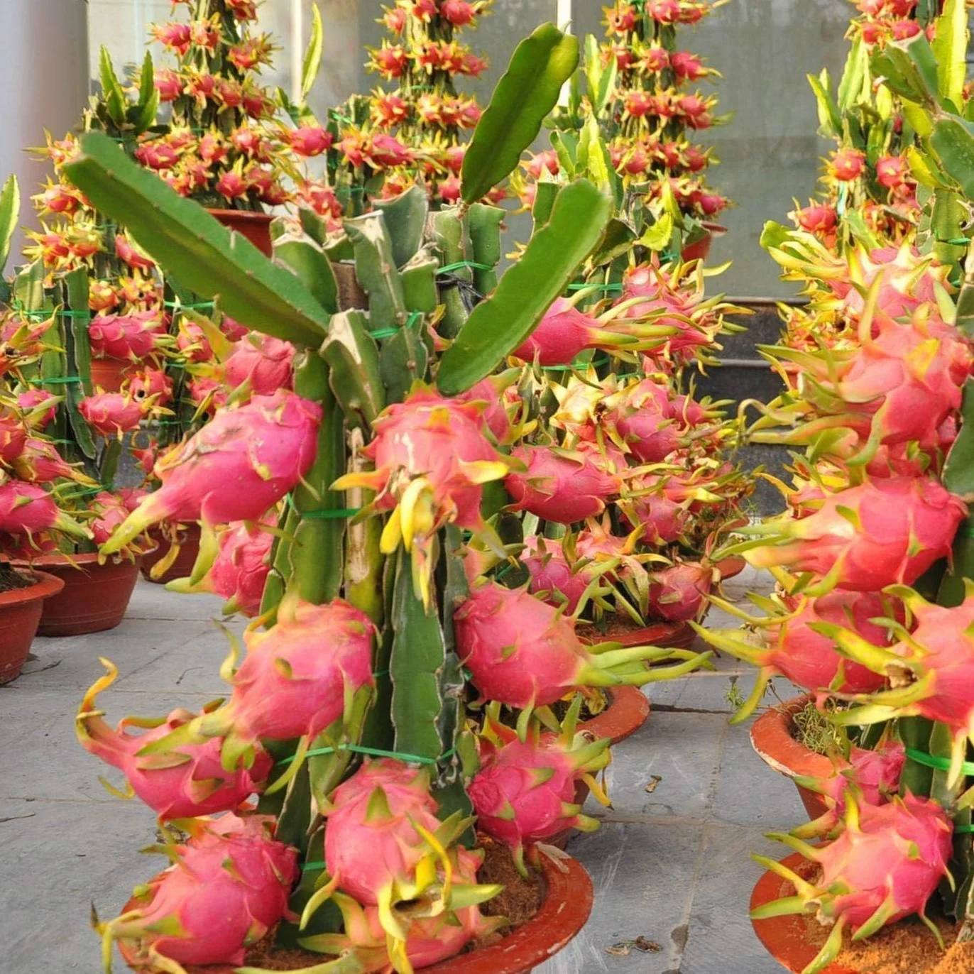 PITAYA CZERWONA, 30-40 cm, OWOCE SMOCZEK, ZAMORANSKIE SAMOFERTYCZNE RÓŻNE