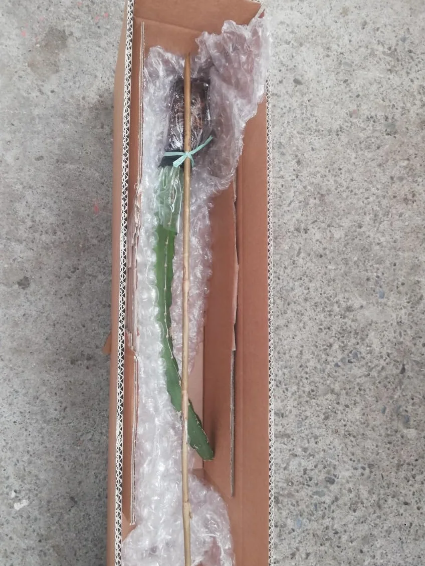 PITAYA CZERWONA, 30-40 cm, OWOCE SMOCZEK, ZAMORANSKIE SAMOFERTYCZNE RÓŻNE