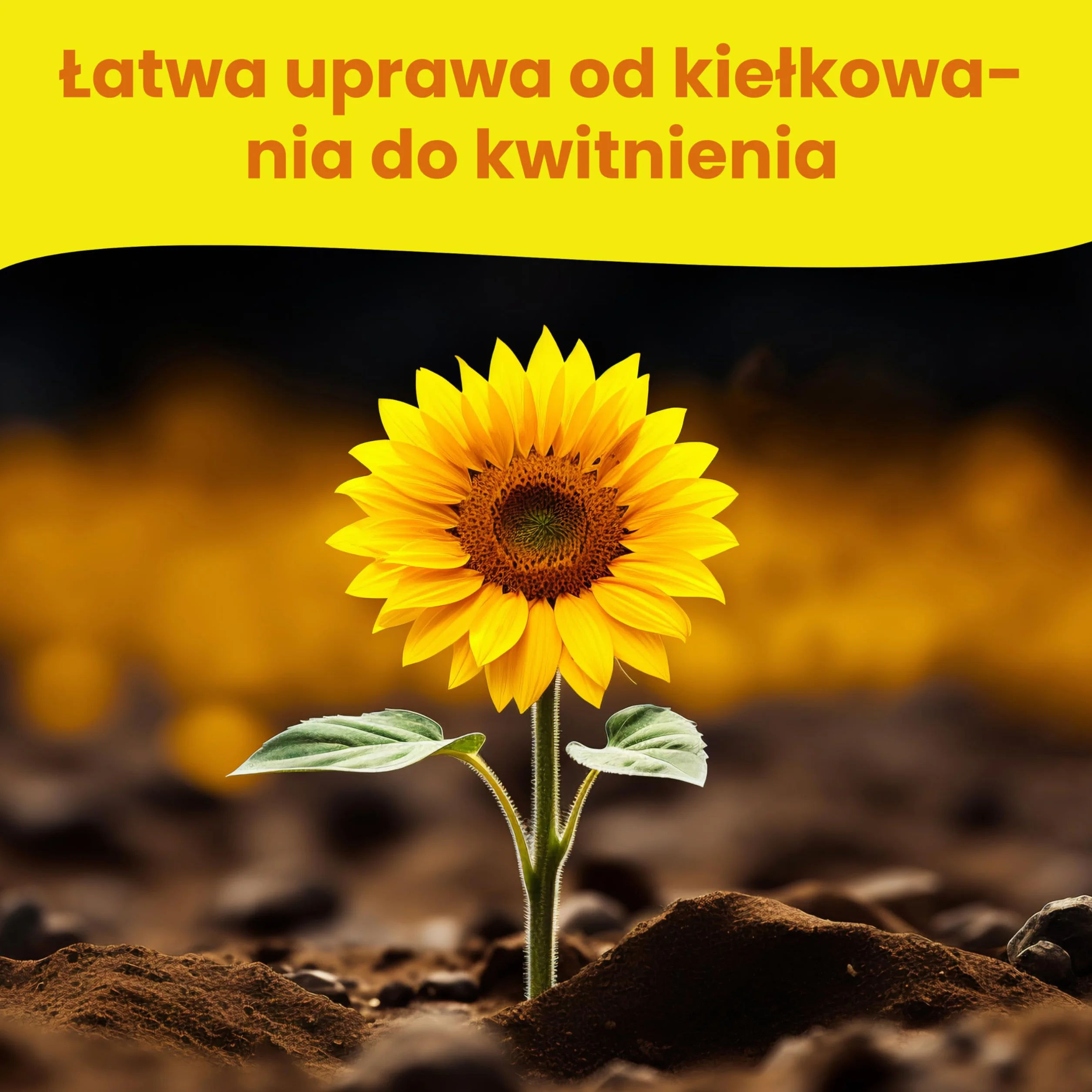 LERAVA Zestaw Nasion Słonecznika 4 odmiany Wysoki Żółty Gigant Czerwony Gigant Karłowaty Ozdobny Sungold Teddy