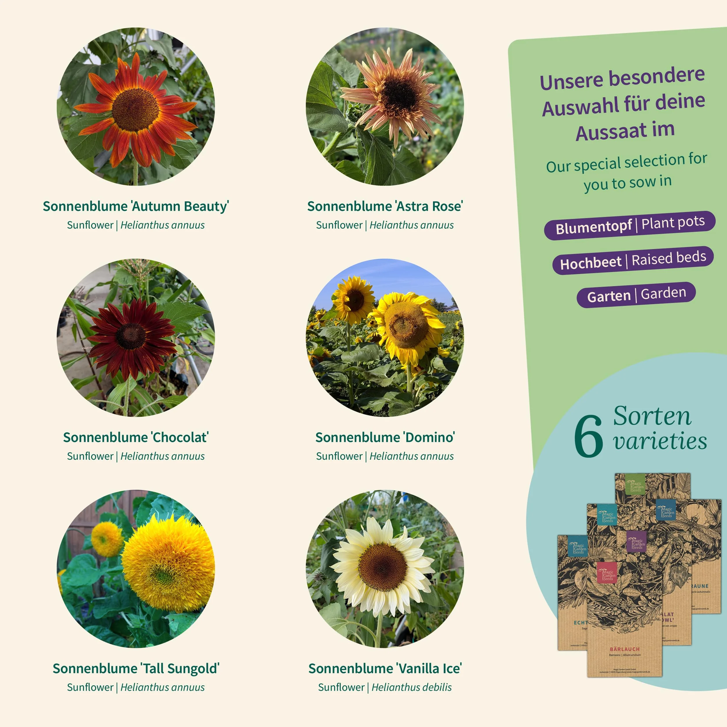 Magic Garden Seeds - Pudełko na nasiona słoneczników z 6 rodzajami – kolorowe i klasyczne słoneczniki do ogrodu, na doniczkę i balkon – wystarczy wysiewać i cieszyć się kwitnącą radością