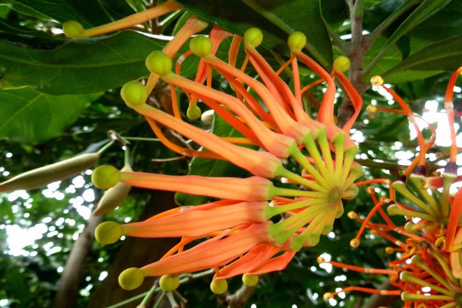 SAFLAX - Ogród w torbie - Australijski Wiatraczek - 20 Nasiona - Z rosnącym podłożem w praktycznej, samowznoszącej torbie. - Stenocarpus sinuatus