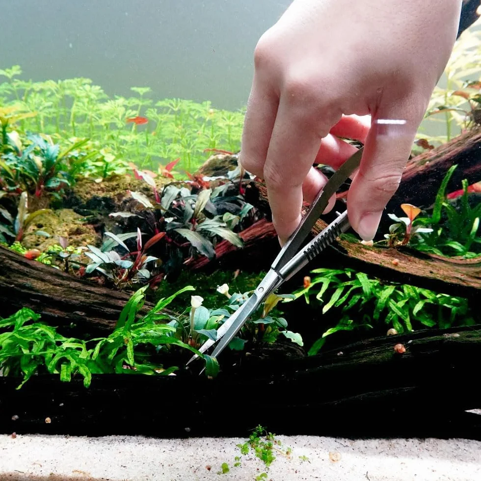 LINLAN Nożyczki sprężynowe do precyzyjnego przycinania roślin wodnych, stal nierdzewna z uczuciem odbicia, idealne do paproci wodnych i mikrosorum pteropus w zbiornikach