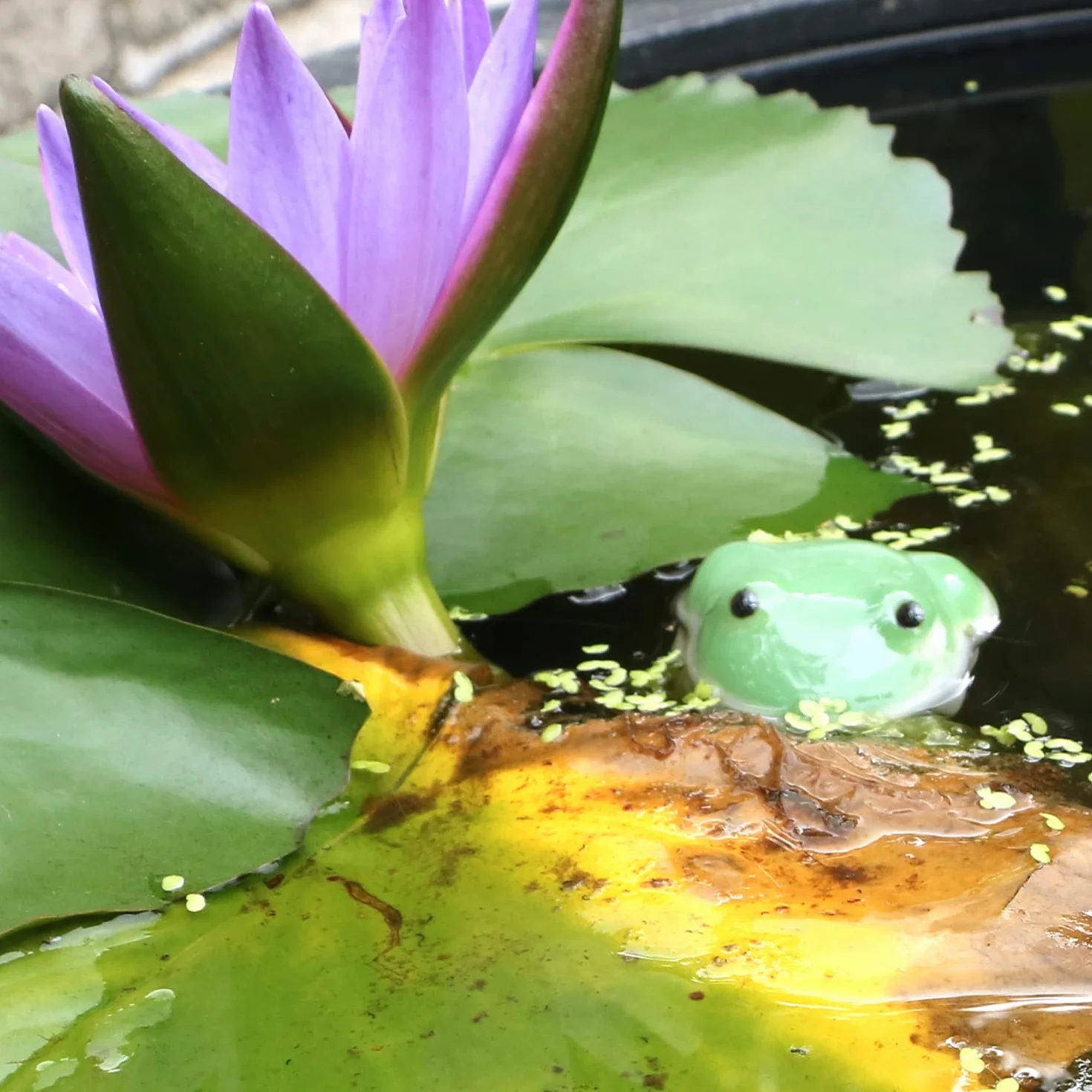 MURISE Dekoracja mini stawu, pływająca żaba z ceramiki, zestaw 2 szt. ze srebrnymi kulkami do pływania i lotosem i liśćmi, do mini stawu, wanien cynkowych, fontanny solarnej, ogrodu, balkonu