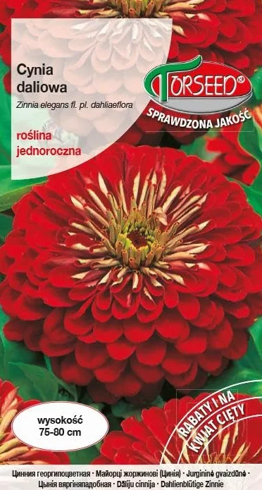 Bold Dahlia nasiona cynii, eleganckie – zapierające dech w piersiach kwiaty jednoroczne, idealne do rabatek kwiatowych i aranżacji cięcia, osiąga 75-80 cm, łatwa w uprawie (1 g)