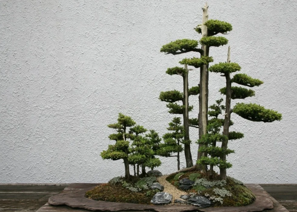 SAFLAX Ogród w torbie Bonsai Chiński Jałowiec 30 Nasiona Juniperus chinensis z podłożem