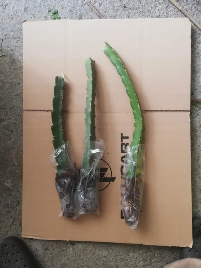 PITAYA CZERWONA, 30-40 cm, OWOCE SMOCZEK, ZAMORANSKIE SAMOFERTYCZNE RÓŻNE
