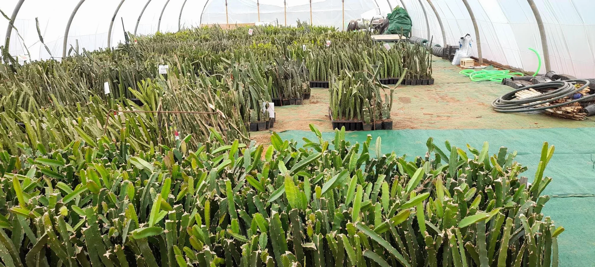 PITAYA CZERWONA, 30-40 cm, OWOCE SMOCZEK, ZAMORANSKIE SAMOFERTYCZNE RÓŻNE