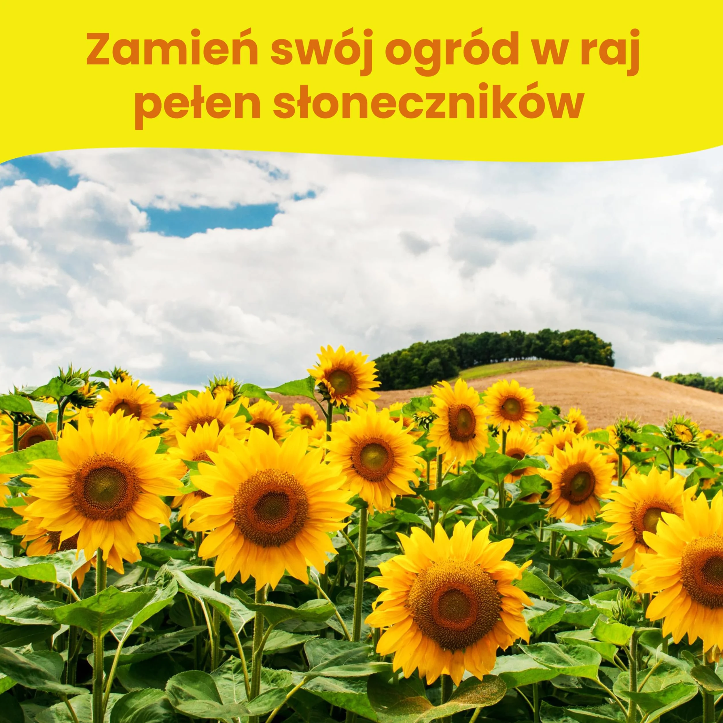 LERAVA Zestaw Nasion Słonecznika 4 odmiany Wysoki Żółty Gigant Czerwony Gigant Karłowaty Ozdobny Sungold Teddy