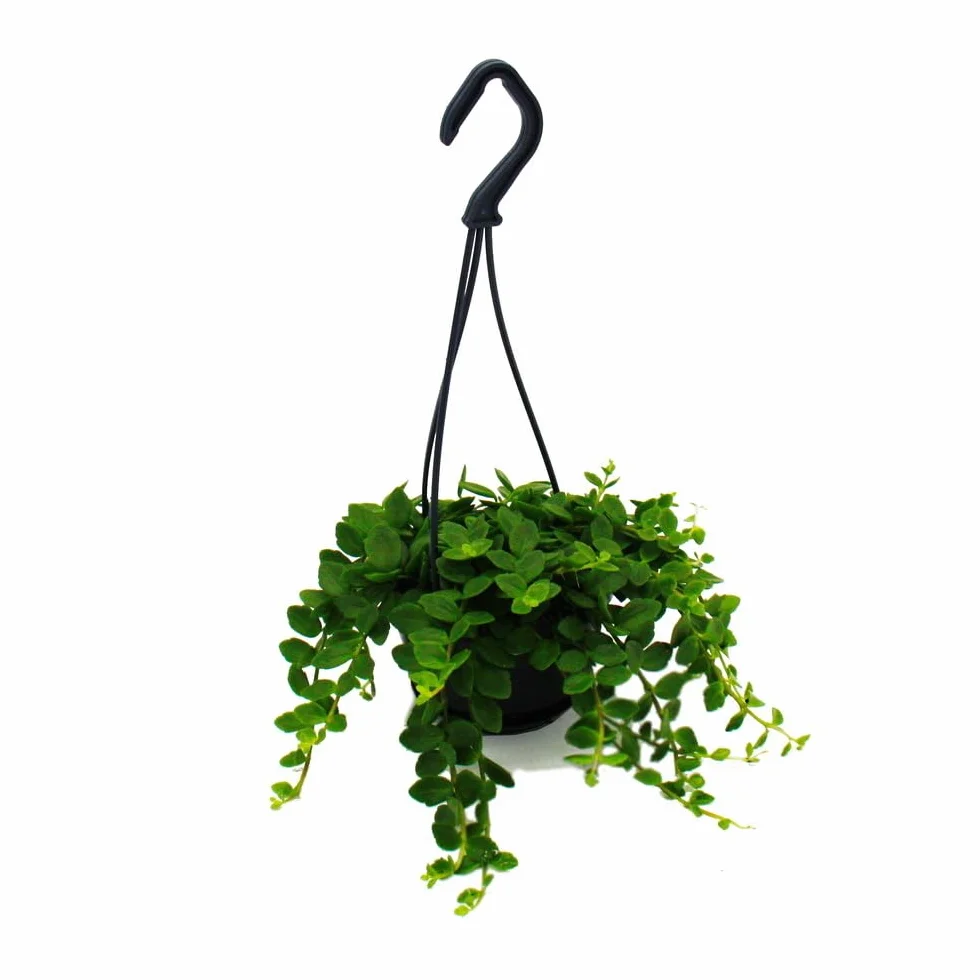 Łatwa w pielęgnacji mini roślina ampelowa – Kalanchoe Manginii – dzwonek-Kalanchoe