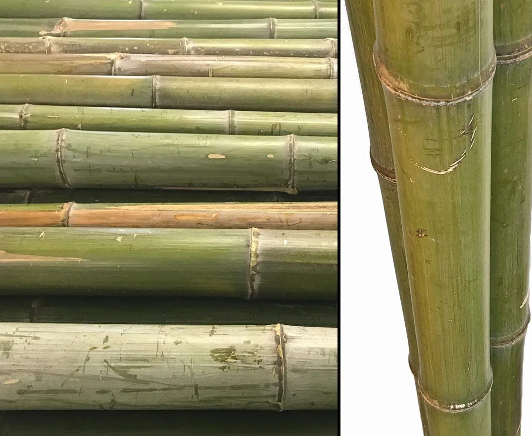 1 x bambusowa rurka Moso naturalna zieleń ze średnicą ok. 5 do 6 cm, długość ok. 180 cm