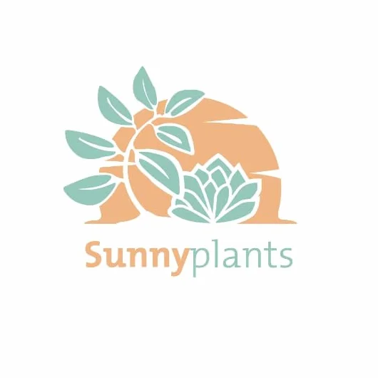 SUNNYPLANTS - Cotyledon pendens sadzonki, Cliff Cotyledon, Echeveria Cuttings, Echeverias, Sukulent Cuttings, Rare Houseplants, sukulenty