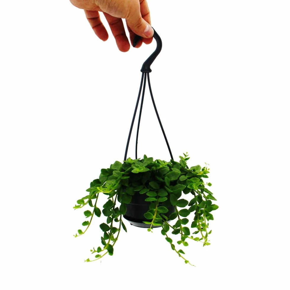 Łatwa w pielęgnacji mini roślina ampelowa – Kalanchoe Manginii – dzwonek-Kalanchoe