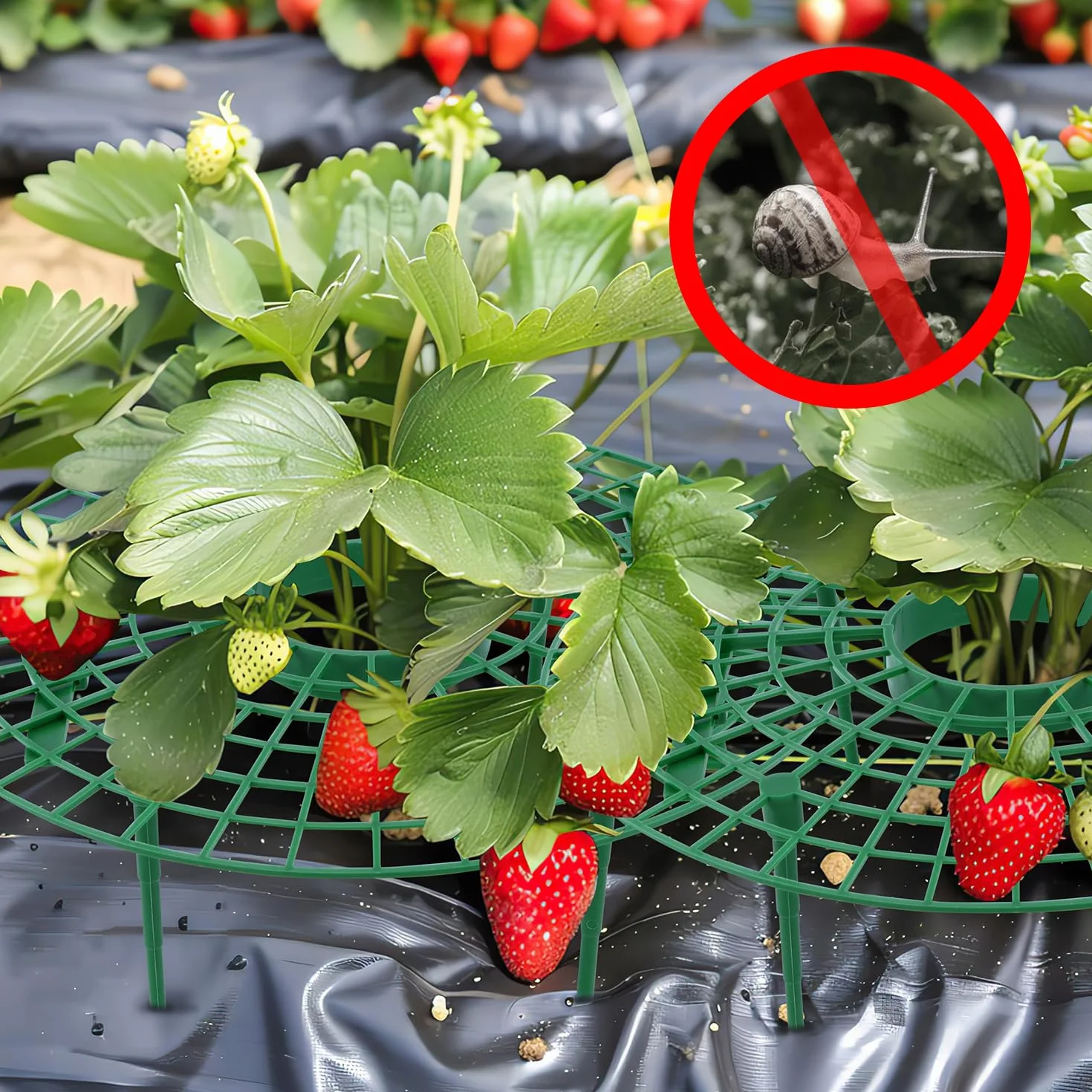 Stojaki na truskawki truskawki stojak na rośliny zestaw 6 stojaków na truskawki 30 × 10 cm truskawkowa rama do uprawy truskawek wielokrotnego użytku, aby utrzymać owoce i zapobiec gniciu