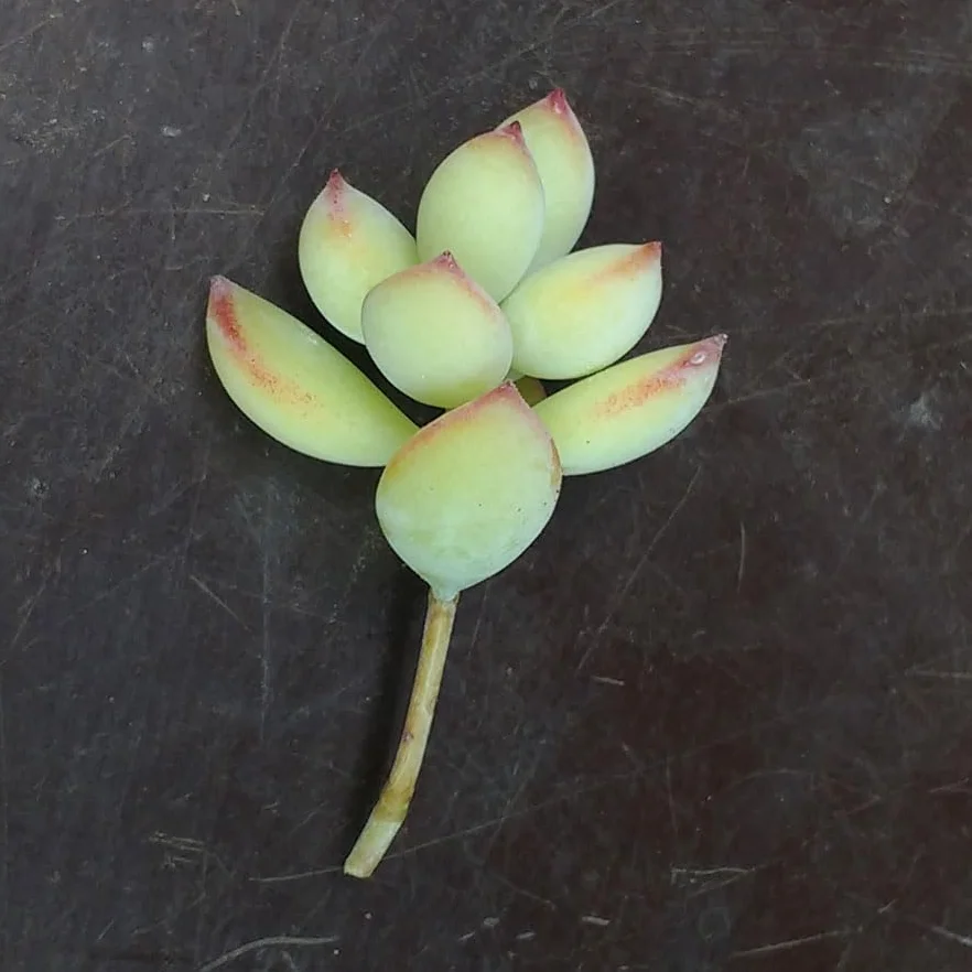 SUNNYPLANTS - Cotyledon pendens sadzonki, Cliff Cotyledon, Echeveria Cuttings, Echeverias, Sukulent Cuttings, Rare Houseplants, sukulenty