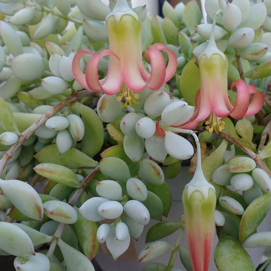 SUNNYPLANTS - Cotyledon pendens sadzonki, Cliff Cotyledon, Echeveria Cuttings, Echeverias, Sukulent Cuttings, Rare Houseplants, sukulenty