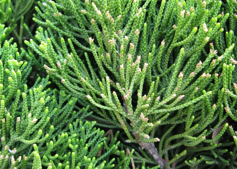 SAFLAX Ogród w torbie Bonsai Chiński Jałowiec 30 Nasiona Juniperus chinensis z podłożem