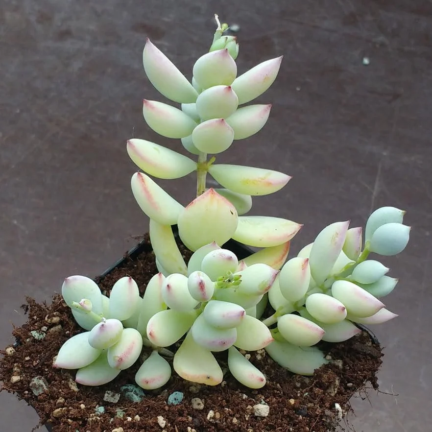 SUNNYPLANTS - Cotyledon pendens sadzonki, Cliff Cotyledon, Echeveria Cuttings, Echeverias, Sukulent Cuttings, Rare Houseplants, sukulenty