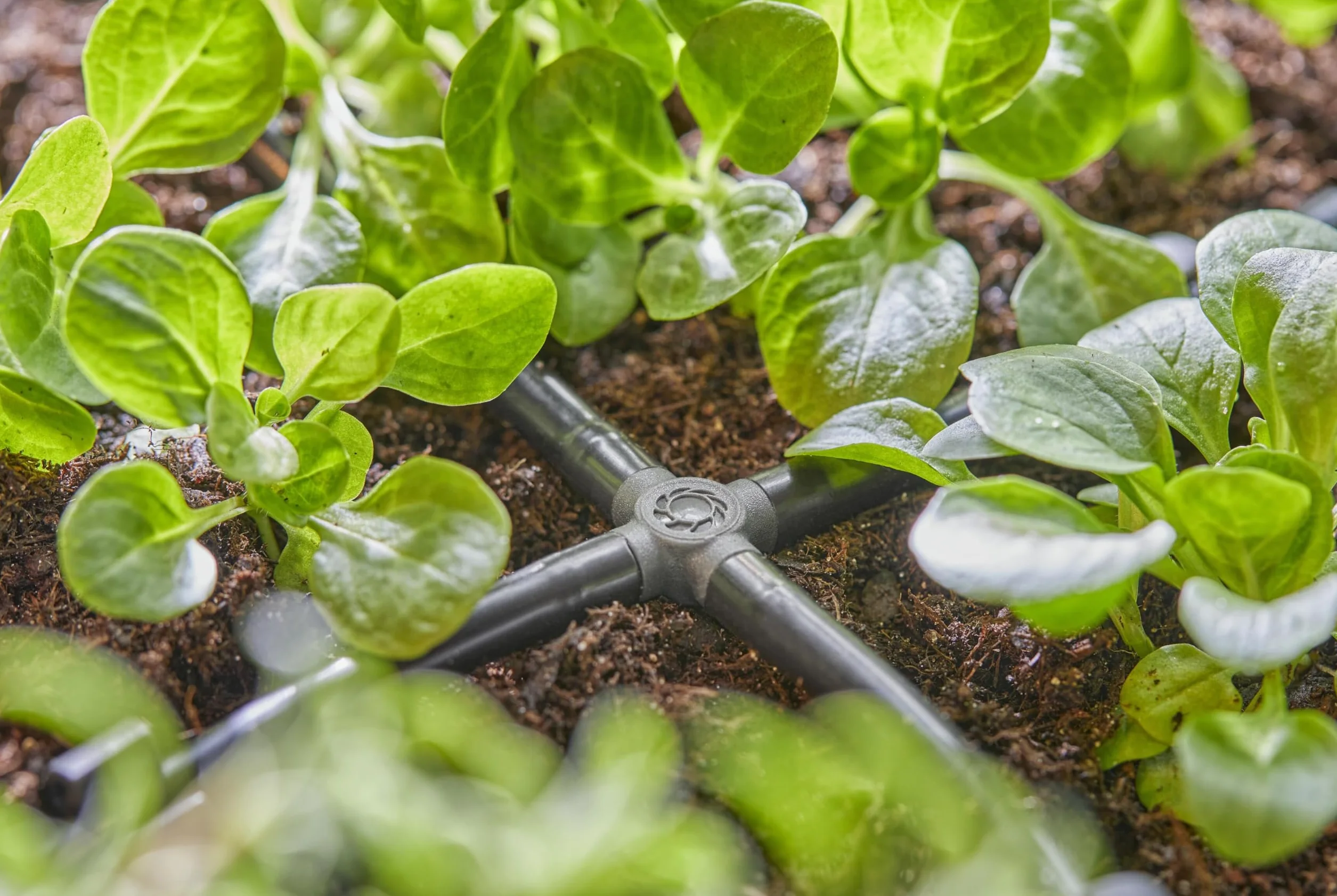 Gardena System Micro-Drip element krzyżowy 4,6 mm (3/16 cala) Akcesoria do odgałęziania rur