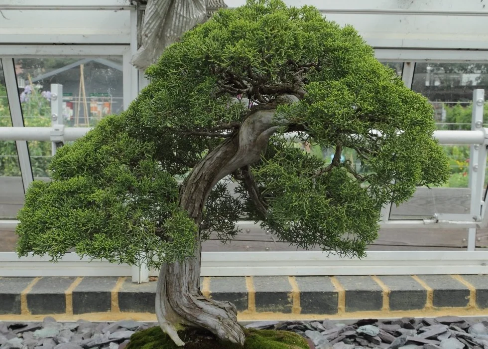SAFLAX Ogród w torbie Bonsai Chiński Jałowiec 30 Nasiona Juniperus chinensis z podłożem