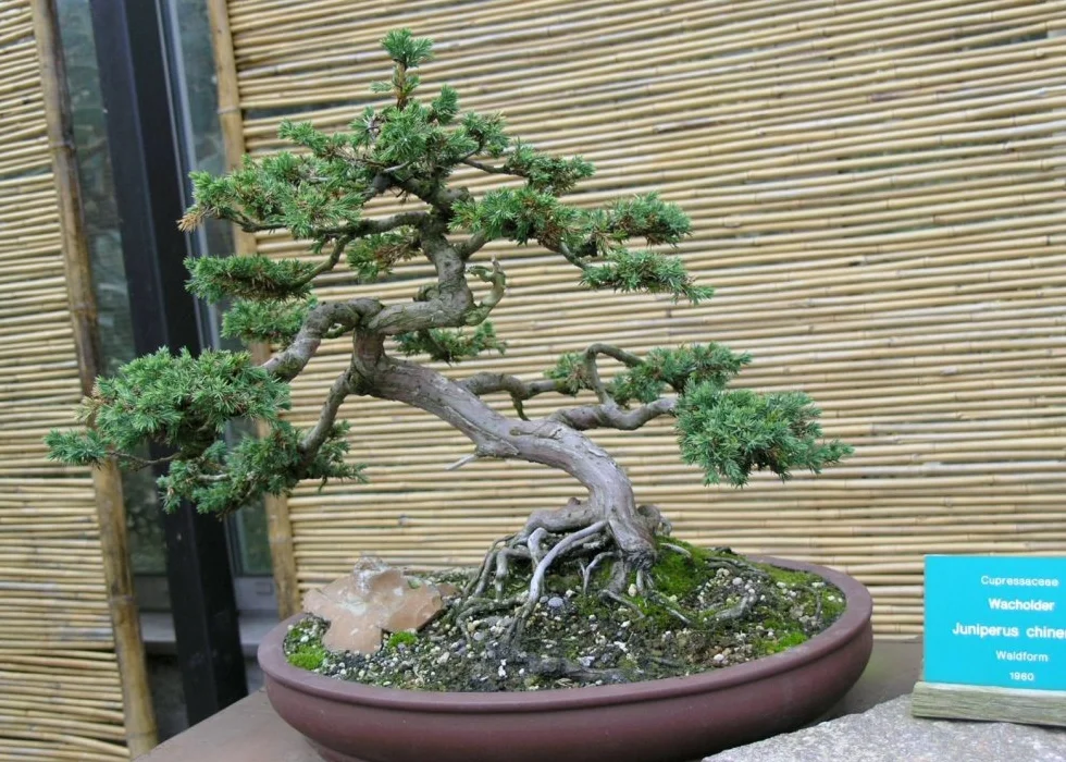 SAFLAX Ogród w torbie Bonsai Chiński Jałowiec 30 Nasiona Juniperus chinensis z podłożem