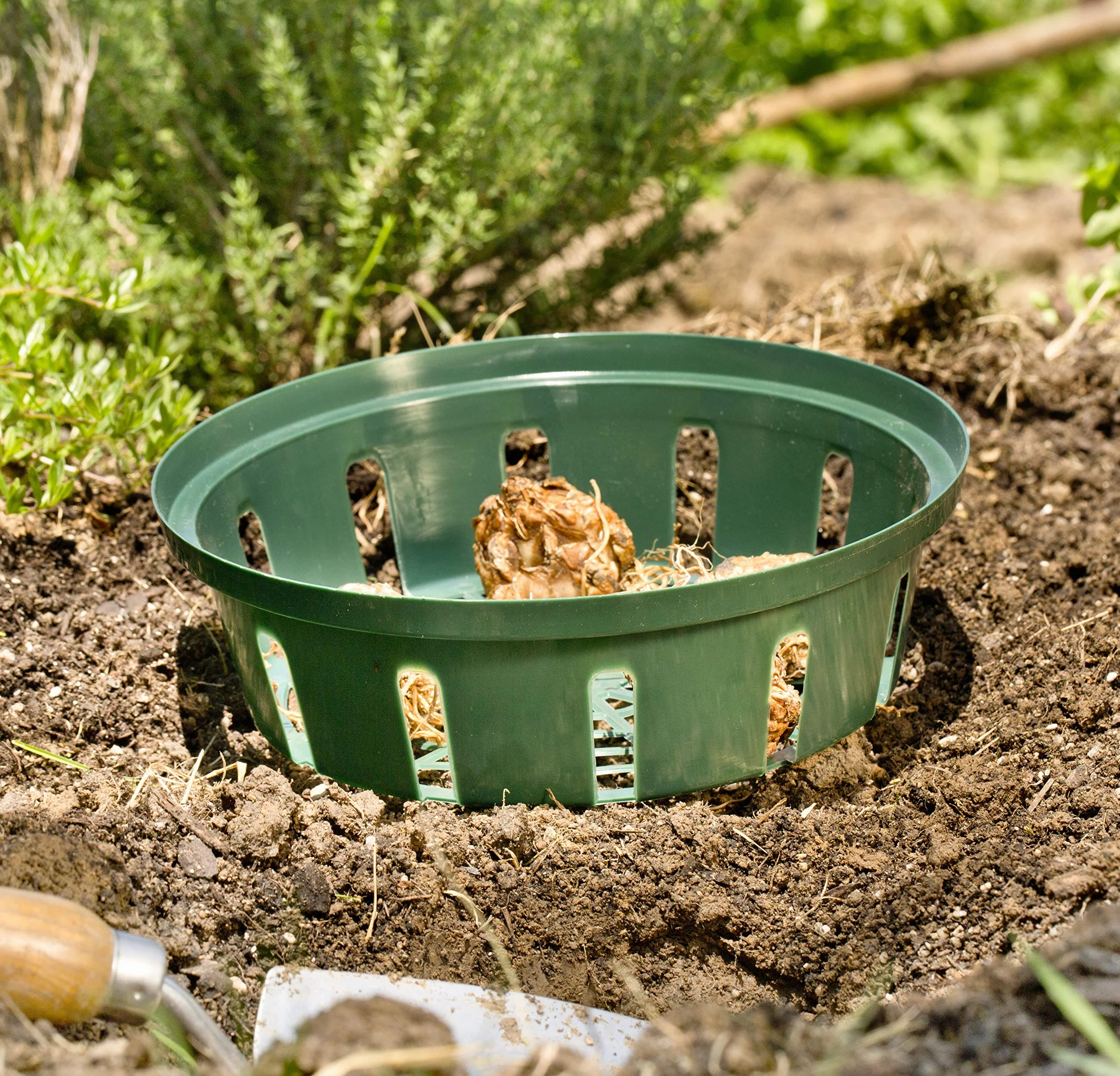 Windhager Miska do uprawy mieczyków, zielona, średnica 22 cm, 3 sztuki