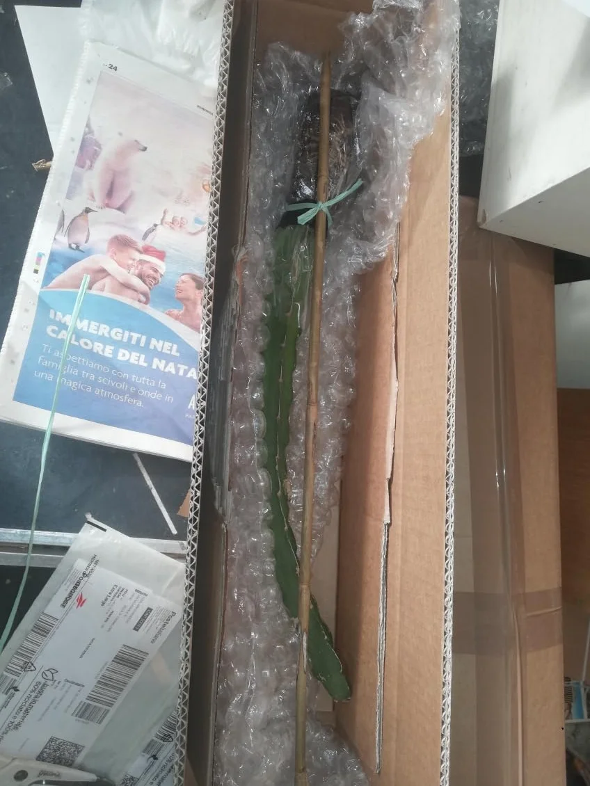 PITAYA CZERWONA, 30-40 cm, OWOCE SMOCZEK, ZAMORANSKIE SAMOFERTYCZNE RÓŻNE