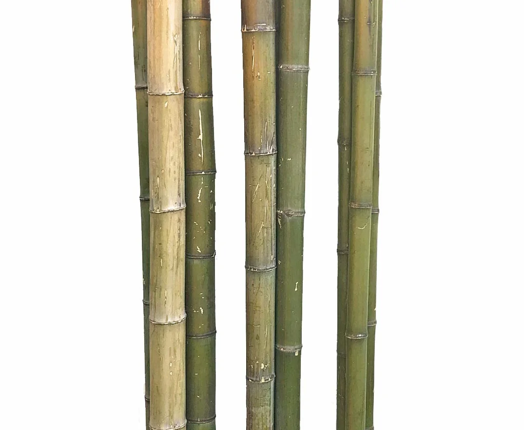 1 x bambusowa rurka Moso naturalna zieleń ze średnicą ok. 5 do 6 cm, długość ok. 180 cm